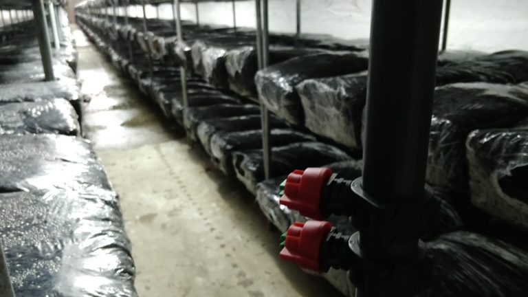 Nebulización de carro de riego para champiñones
